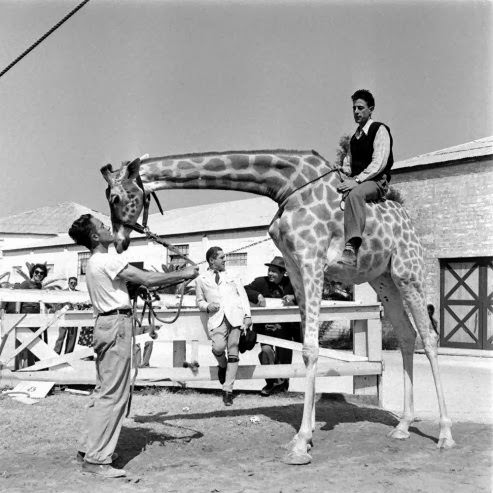 Under the Big Top in 1949: A Look at a Day in the Life of the Ringling Brothers Circus