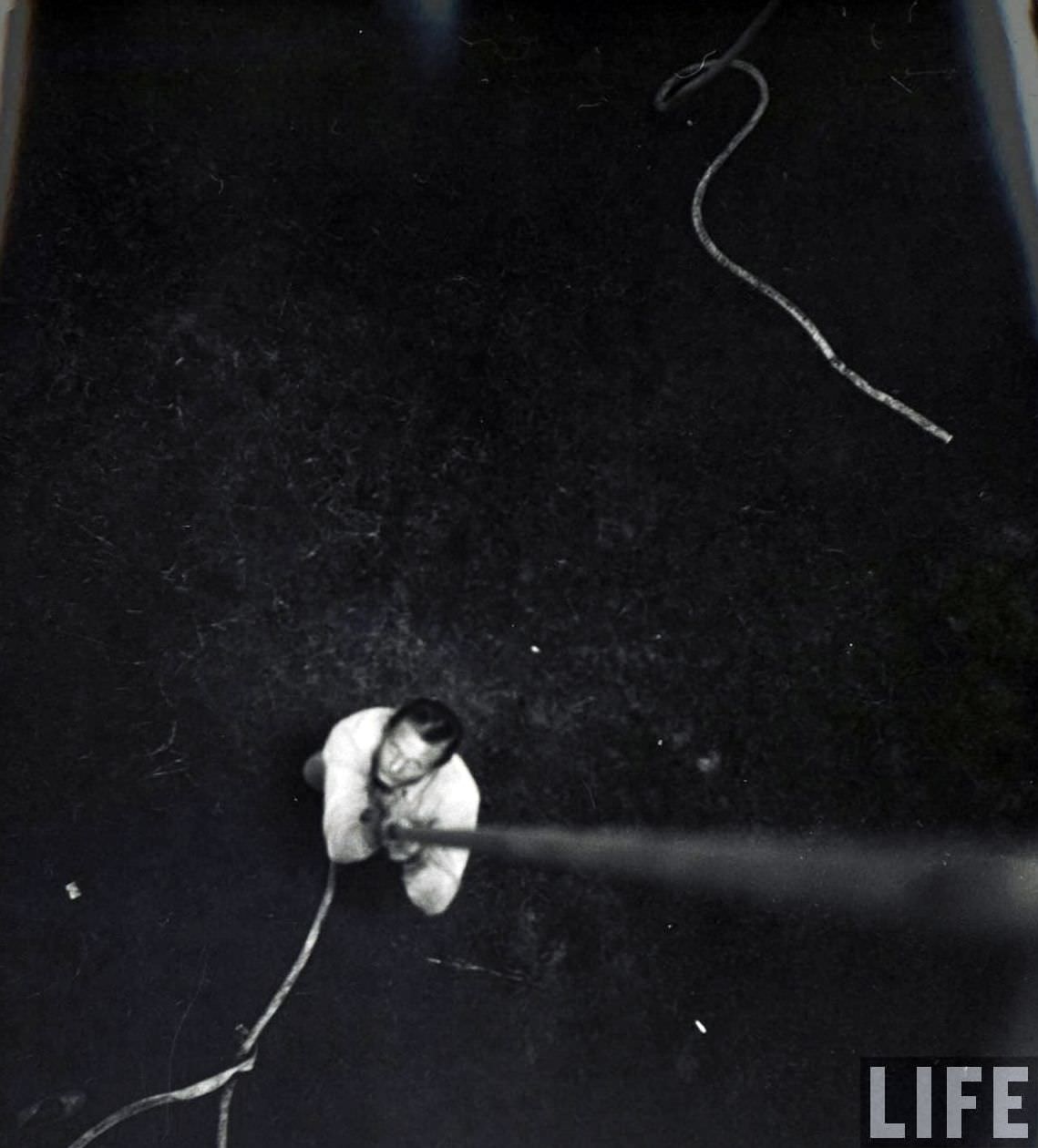 High Wires and High-Waisted Shorts: The Daily Life of a Circus Girl in 1949 Sarasota