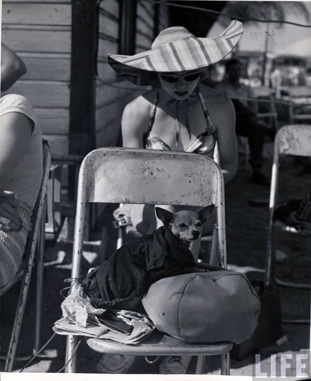 High Wires and High-Waisted Shorts: The Daily Life of a Circus Girl in 1949 Sarasota