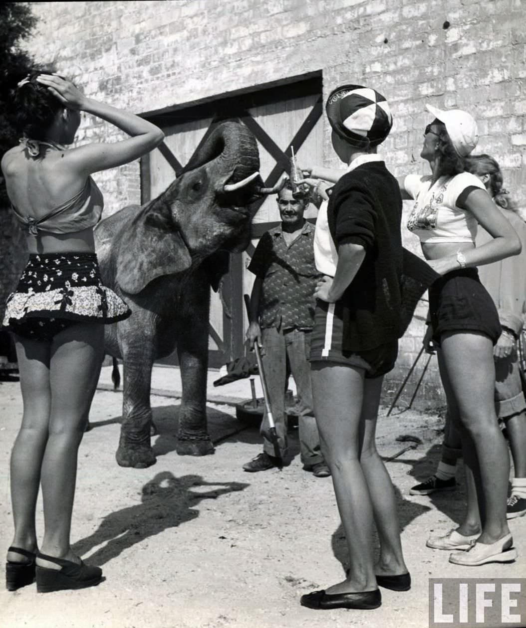 High Wires and High-Waisted Shorts: The Daily Life of a Circus Girl in 1949 Sarasota