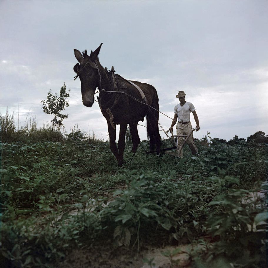 Life Under Segregation in the 1950s American South through the Lens of Gordon Parks