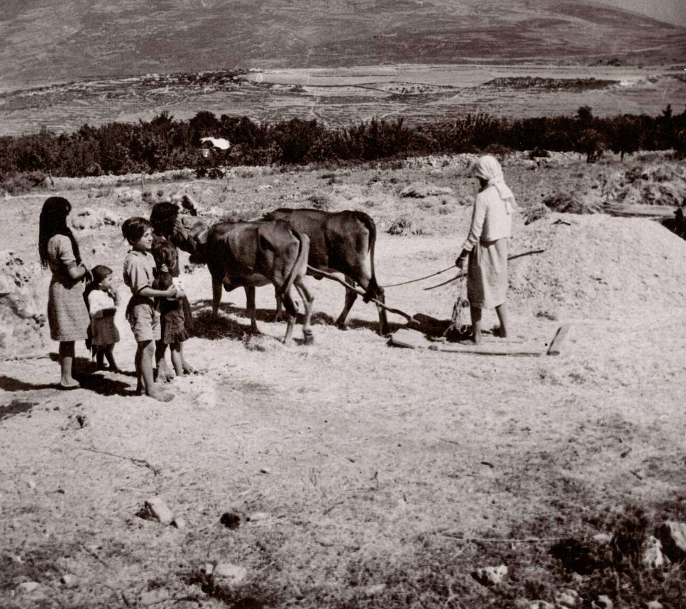 Threshing grain with donkeys in Syria, 1843.