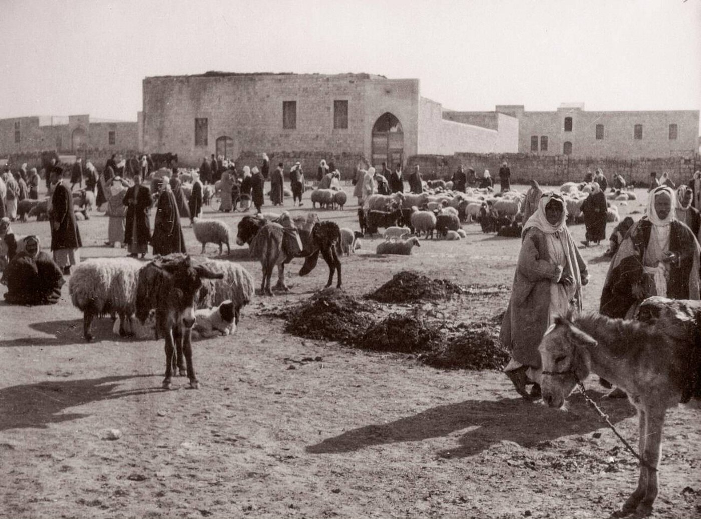 Sheep at the market in Aleppo, Syria, 1943.