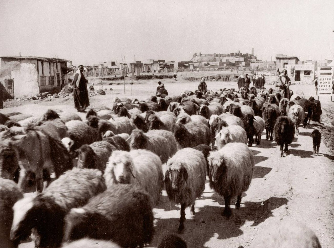 Sheep at the market in Aleppo, Syria, 1943.