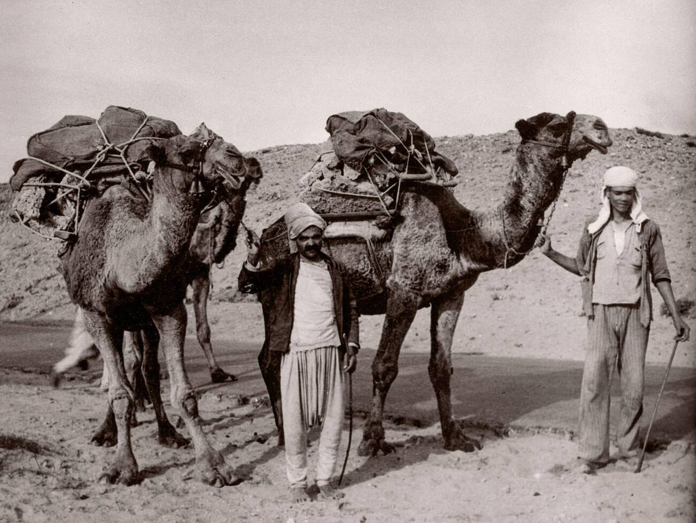 Camels in Syria, 1943.