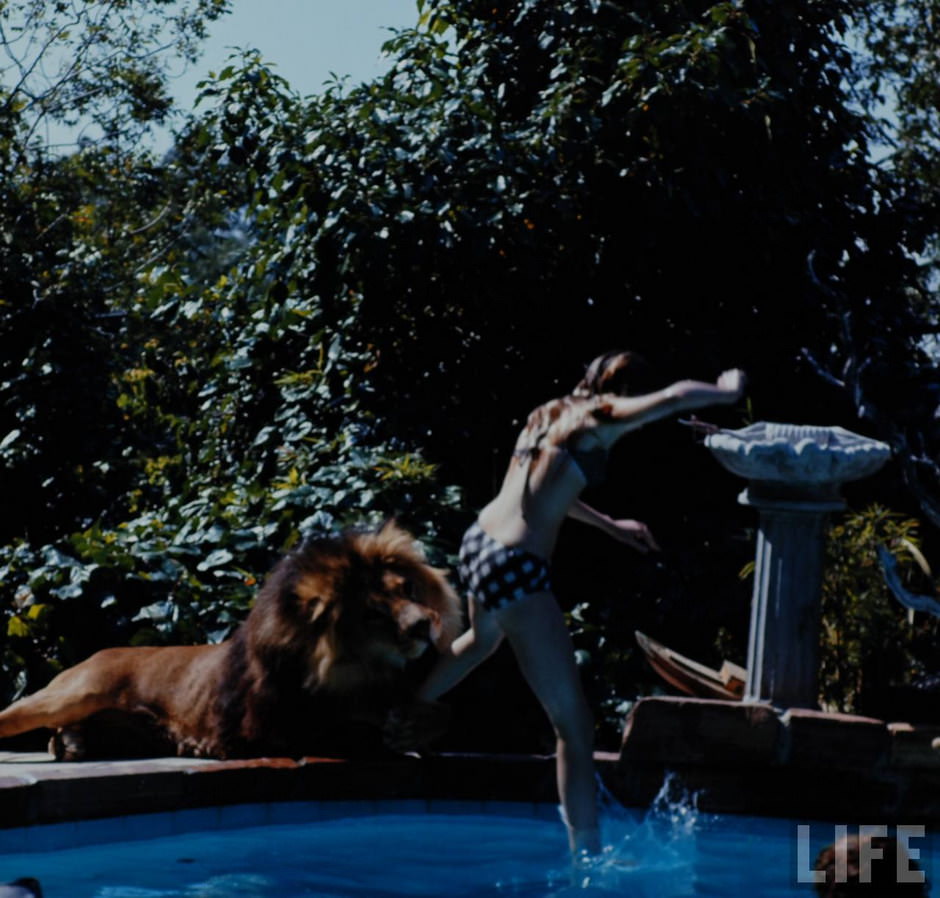 Sleeping with a Lion: A Detailed Look at the Bizarre and Dangerous Home Life of Tippi Hedren and a Teenage Melanie Griffith