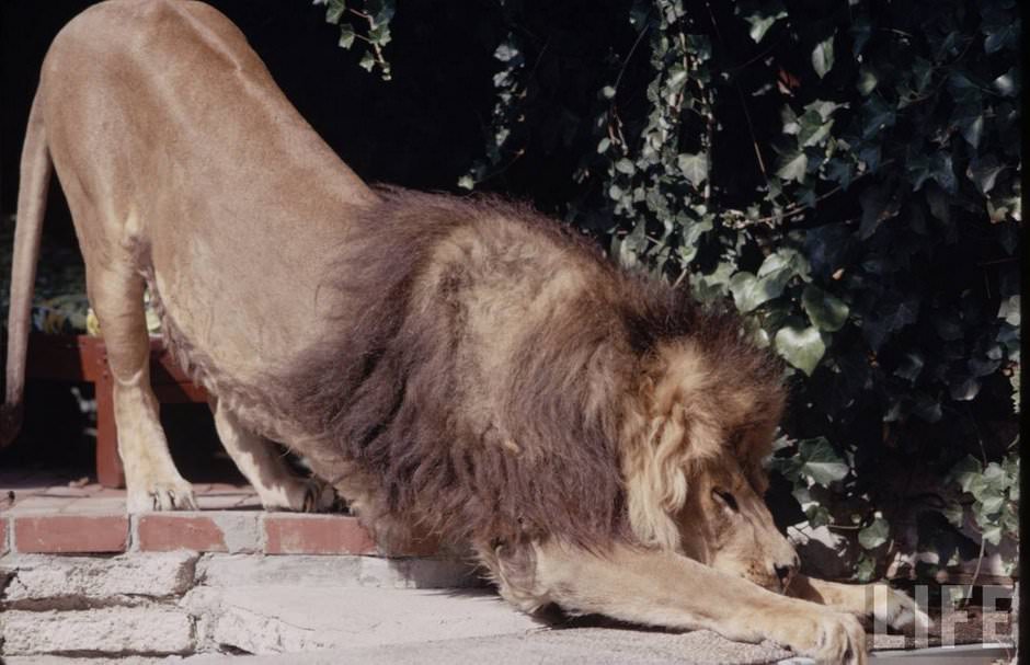 Sleeping with a Lion: A Detailed Look at the Bizarre and Dangerous Home Life of Tippi Hedren and a Teenage Melanie Griffith