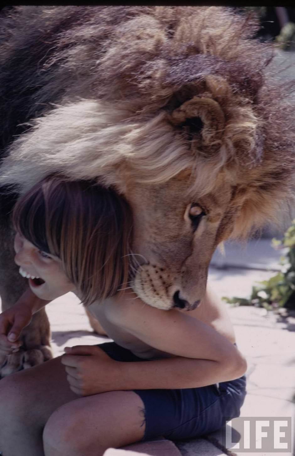 Sleeping with a Lion: A Detailed Look at the Bizarre and Dangerous Home Life of Tippi Hedren and a Teenage Melanie Griffith