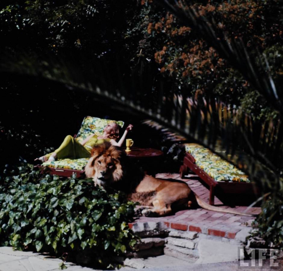 Sleeping with a Lion: A Detailed Look at the Bizarre and Dangerous Home Life of Tippi Hedren and a Teenage Melanie Griffith