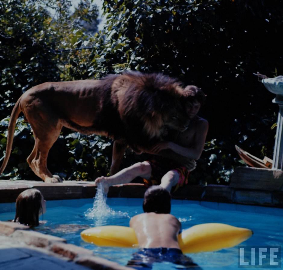 Sleeping with a Lion: A Detailed Look at the Bizarre and Dangerous Home Life of Tippi Hedren and a Teenage Melanie Griffith