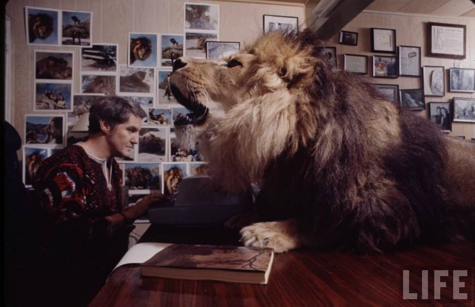 Sleeping with a Lion: A Detailed Look at the Bizarre and Dangerous Home Life of Tippi Hedren and a Teenage Melanie Griffith