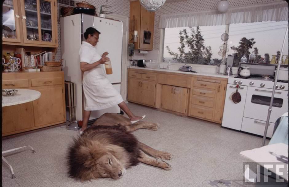 Sleeping with a Lion: A Detailed Look at the Bizarre and Dangerous Home Life of Tippi Hedren and a Teenage Melanie Griffith