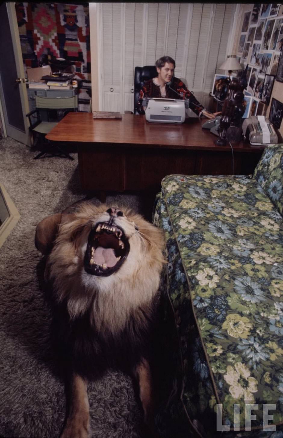 Sleeping with a Lion: A Detailed Look at the Bizarre and Dangerous Home Life of Tippi Hedren and a Teenage Melanie Griffith