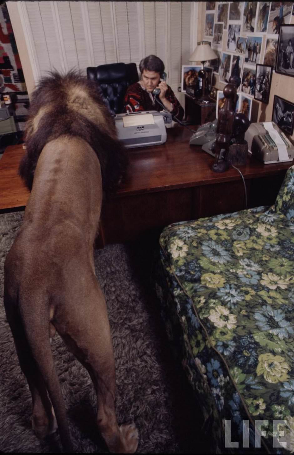 Sleeping with a Lion: A Detailed Look at the Bizarre and Dangerous Home Life of Tippi Hedren and a Teenage Melanie Griffith