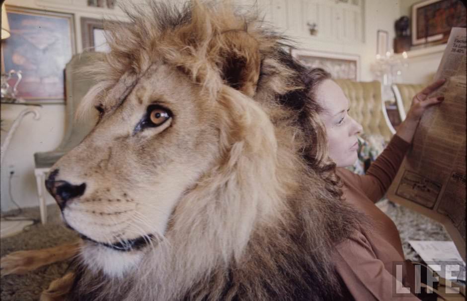 Sleeping with a Lion: A Detailed Look at the Bizarre and Dangerous Home Life of Tippi Hedren and a Teenage Melanie Griffith