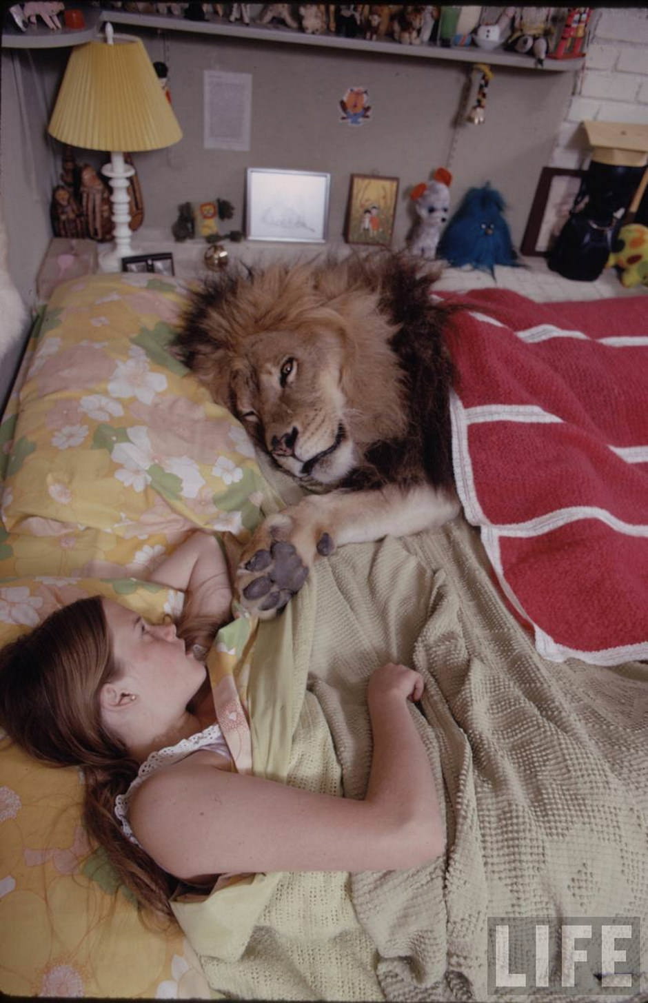 Sleeping with a Lion: A Detailed Look at the Bizarre and Dangerous Home Life of Tippi Hedren and a Teenage Melanie Griffith