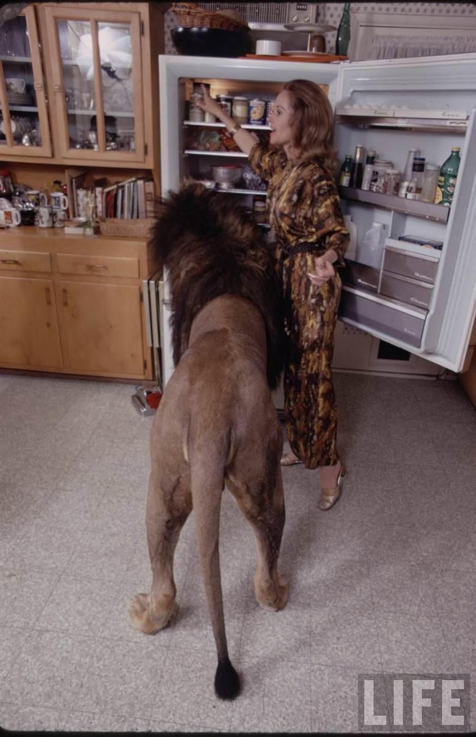 Sleeping with a Lion: A Detailed Look at the Bizarre and Dangerous Home Life of Tippi Hedren and a Teenage Melanie Griffith
