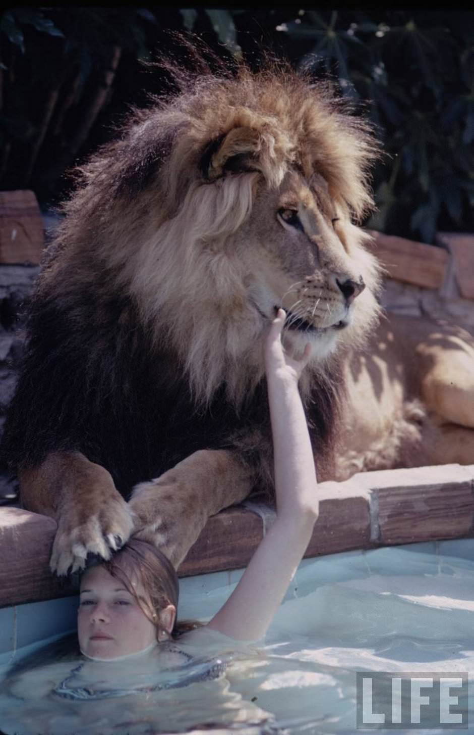 Sleeping with a Lion: A Detailed Look at the Bizarre and Dangerous Home Life of Tippi Hedren and a Teenage Melanie Griffith
