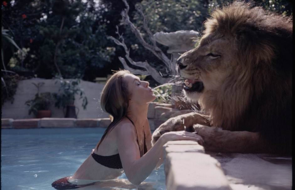 Sleeping with a Lion: A Detailed Look at the Bizarre and Dangerous Home Life of Tippi Hedren and a Teenage Melanie Griffith