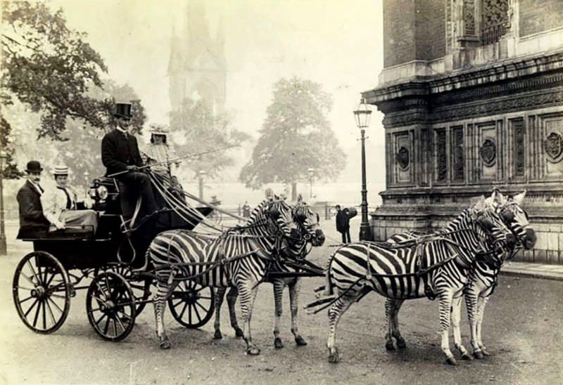 Zebra power, circa 1905.