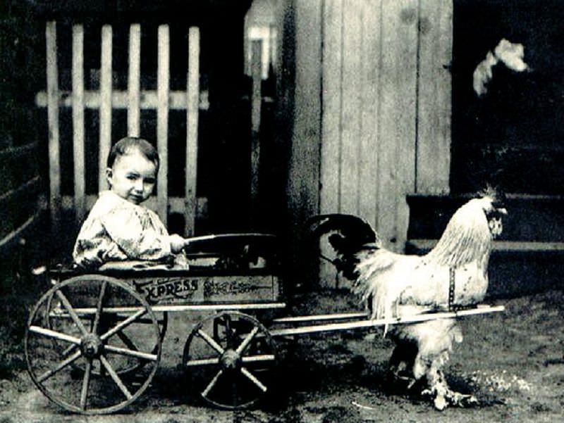 Chicken cart, circa 1910s.