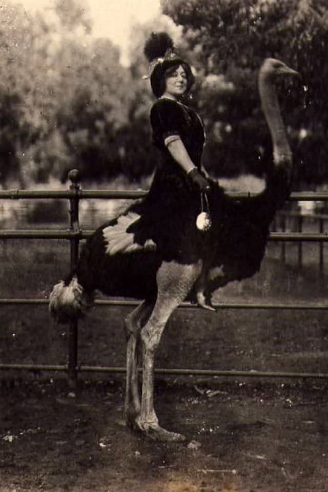 Ostrich farm, circa 1910s.
