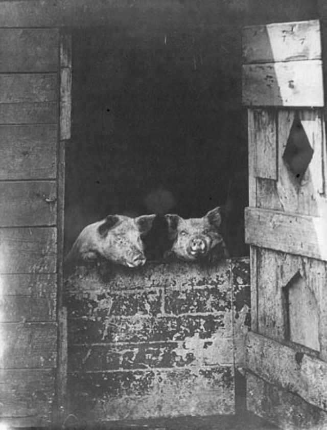 Portrait of two pigs, 1903.