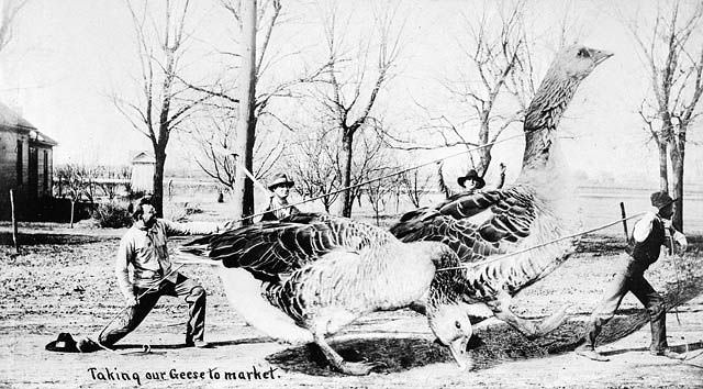 "Taking our Geese to market", Toronto, Ontario, 1910.