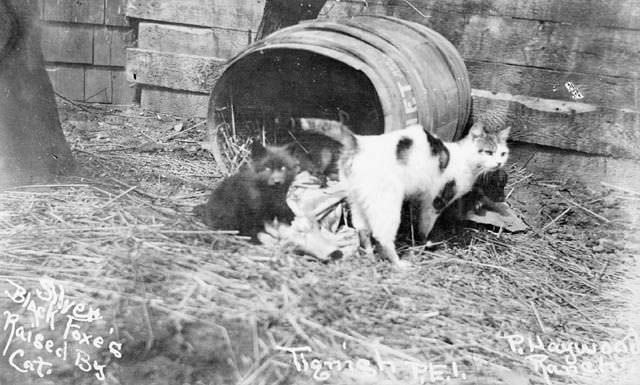 Silver-black foxes raised by a cat, Tignish, Prince Edward Island, 1914.