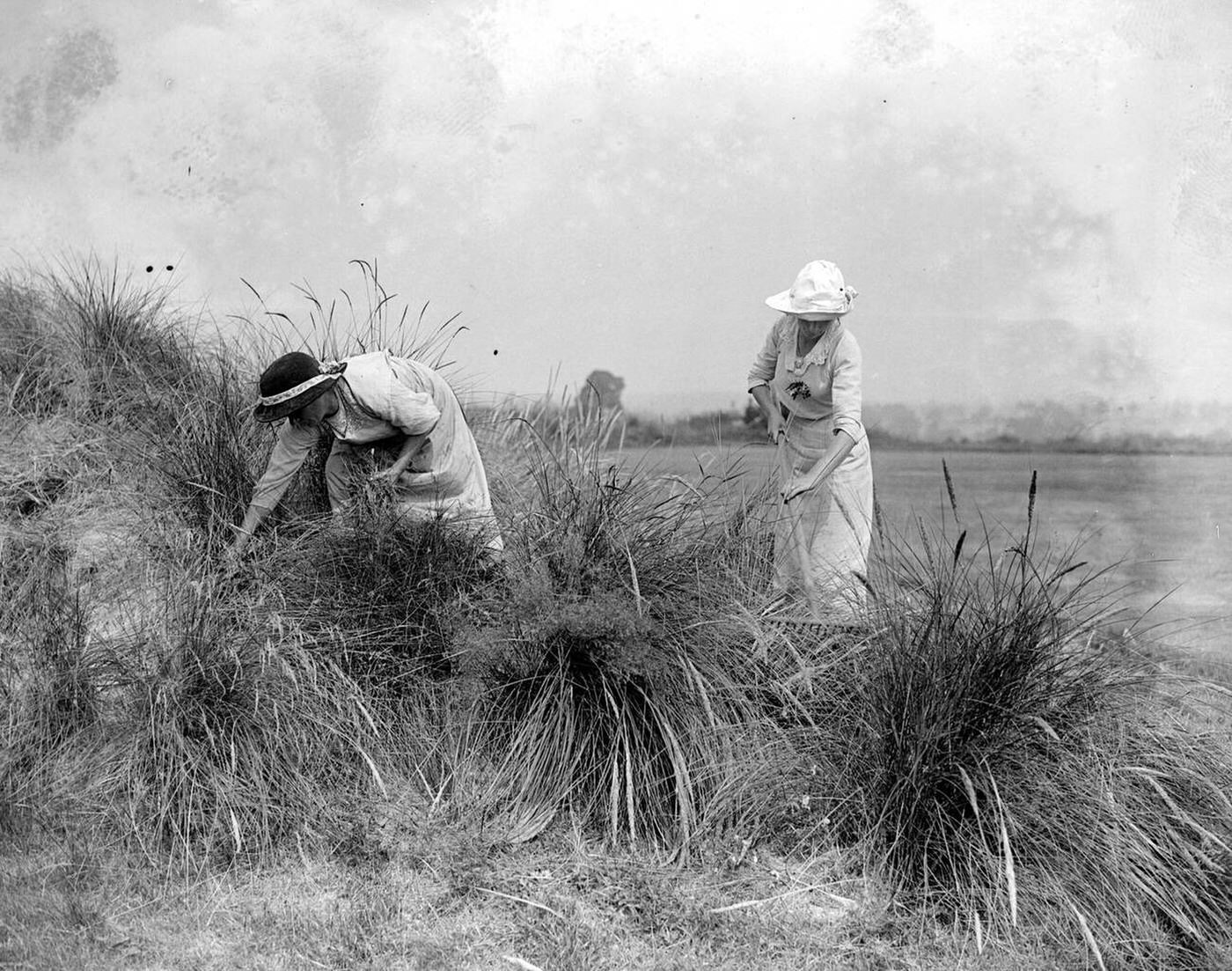 Women workers clearing a Bent Covered Sandhill at Sandy Lodge Golf Course in wartime, 1916.
