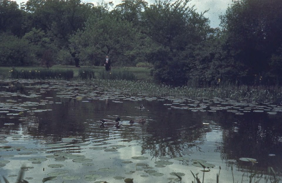 Arnold Arboretum