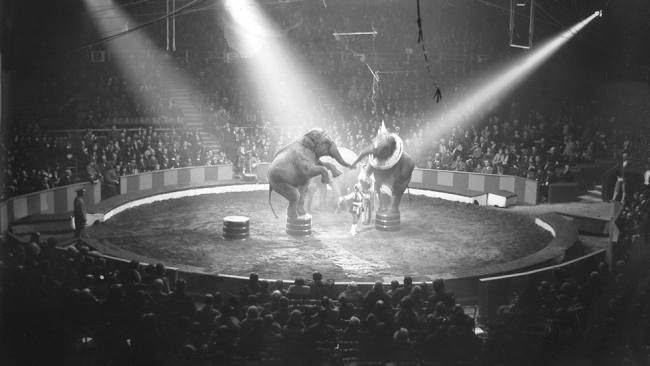 Two elephants balance on their hind legs in a circus ring, 1930.