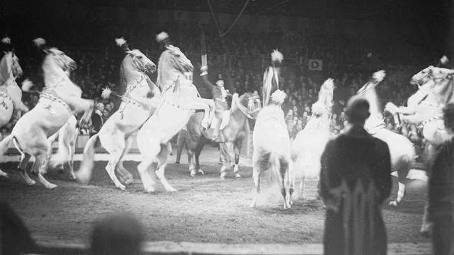 Circus horses walking on their hind legs during a circus act, 1930.