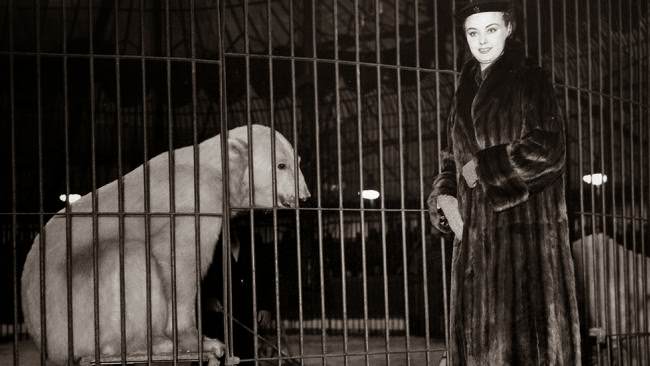 A polar bear looks on at a model wearing a fur coat at a fashion festival at Chipperfield's Circus.