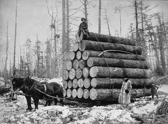 Loggers use a sled and team of horses to haul a huge load of logs out of the forest. Circa 1908.