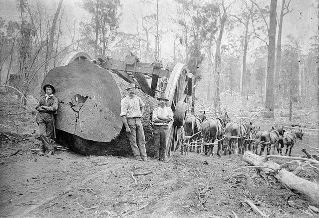A horse team pulling a large log which appears to be suspended from a frame attached to two wheels approximately ten feet in diameter, ca. 1900