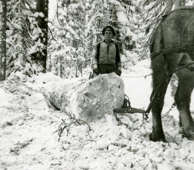 Jack Beck using a horse to pull a log on upper Wearyman Creek for Warren Brothers & Robinson Sawmill.