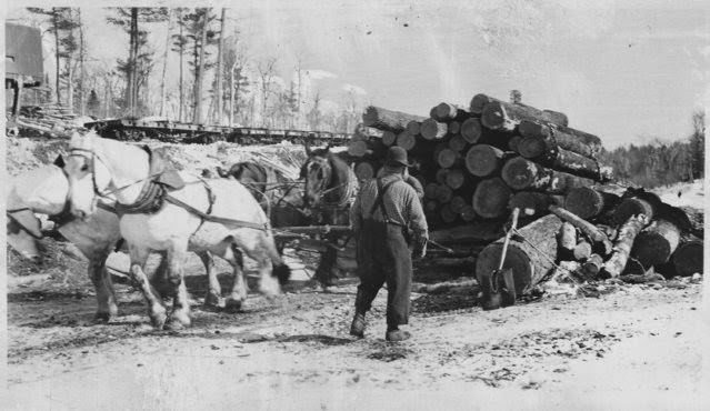 Horses pulling sledge loaded with logs