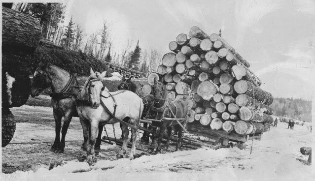 Before Tractors and Trucks: How Draft Horses Drove America’s Growth in the Early 20th Century
