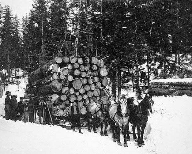 Black and white stock photo of a team of horses on the government railway, hauling a sleigh of logs, 35 miles from Seward, Alaska, between 1900 and 1930.