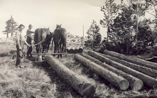 A team of horses is pulling logs in this 1940s era logging photo. A typical scene of small operation logging in Western America in the middle of the last century.