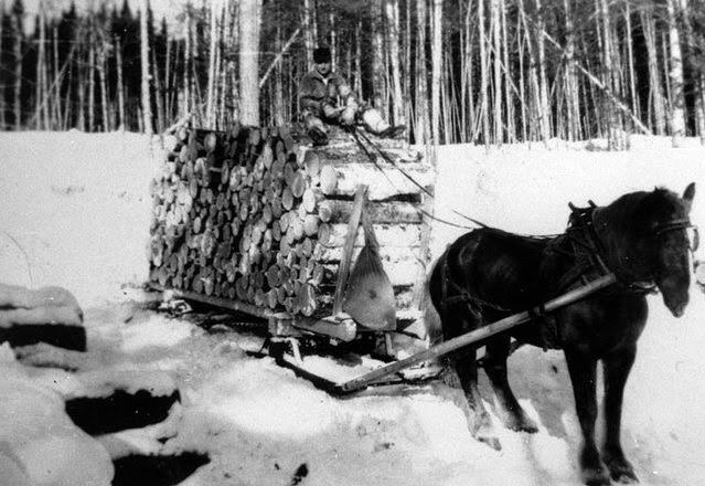 In the 1940s a horse is ready to leave with a load of logs for the nearest stream . Then, loggers pile the timber near the streams of Green River, preparing for the spring drive.