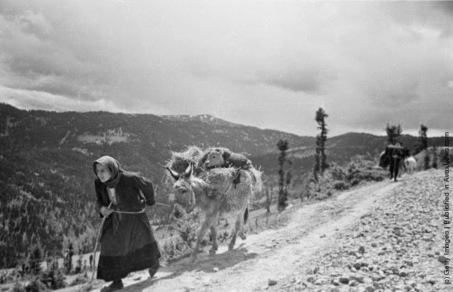An old Greek woman takes her most precious possession, a calf, loads it onto her donkey and heads away from the battle zone during the Greek Civil War, 1948.