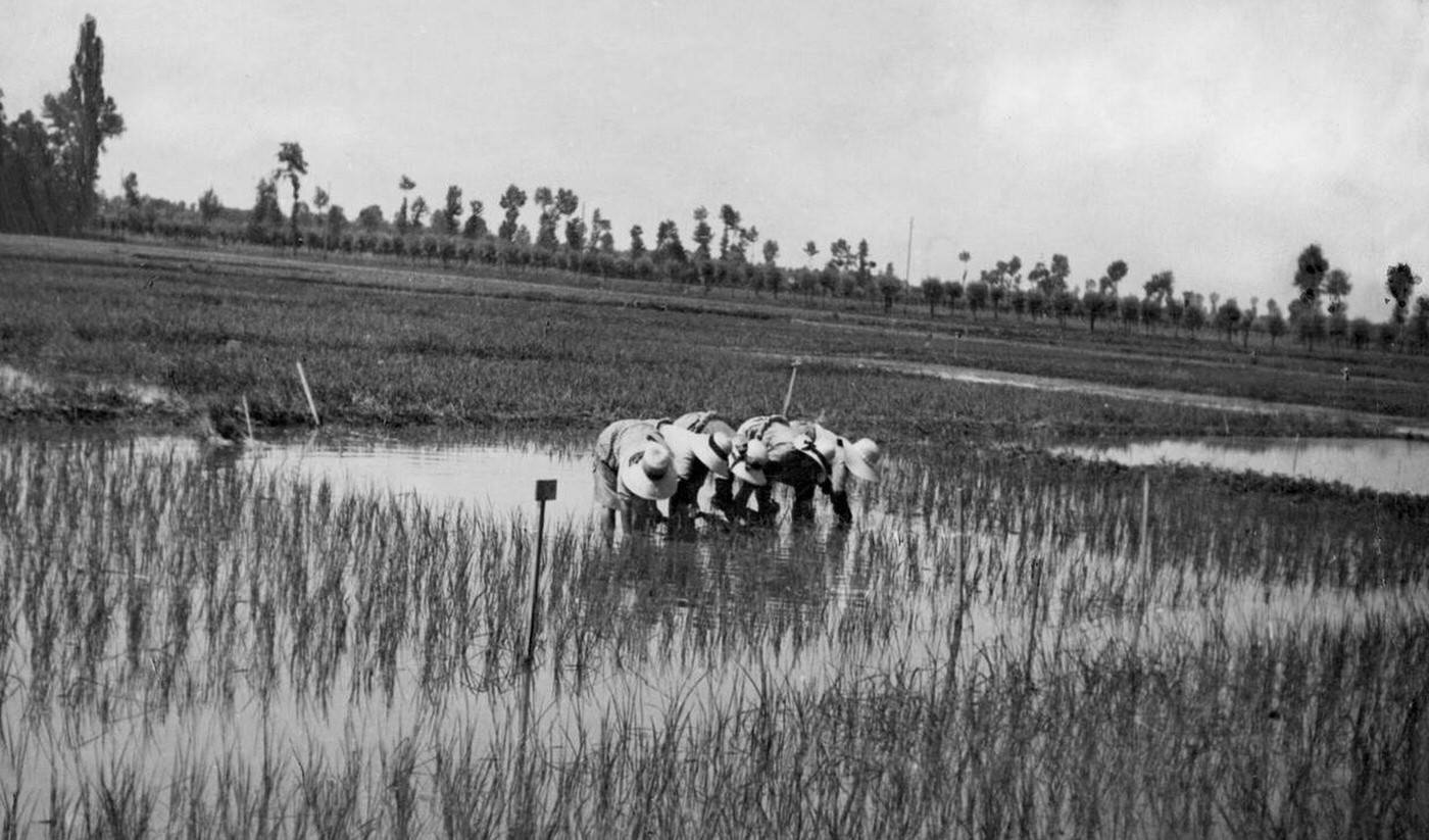 Some rice weeders reaping rice on a paddy in Lombardy, Italy, 1930s.