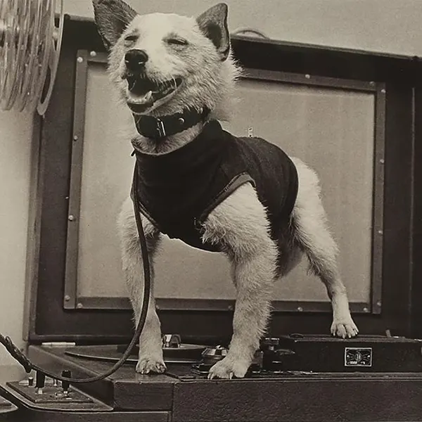 “Cosmonaut Belka: ‘I was in space!”, 1960.