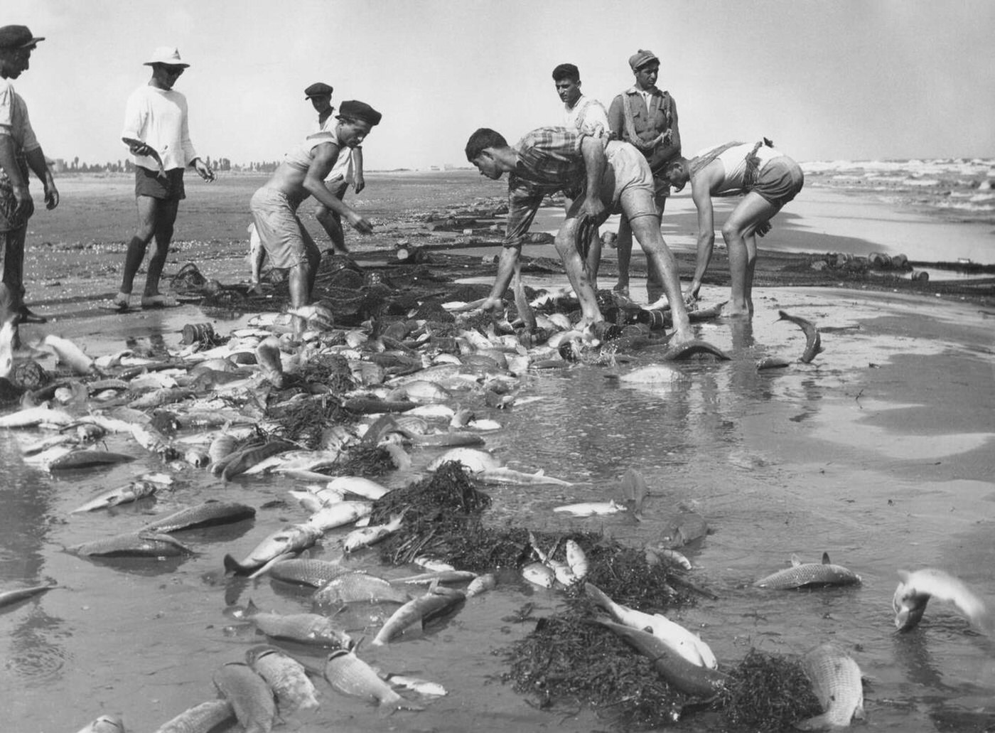Fishermen catching fish in Azerbaijan on the Caspian Sea, 1950s.