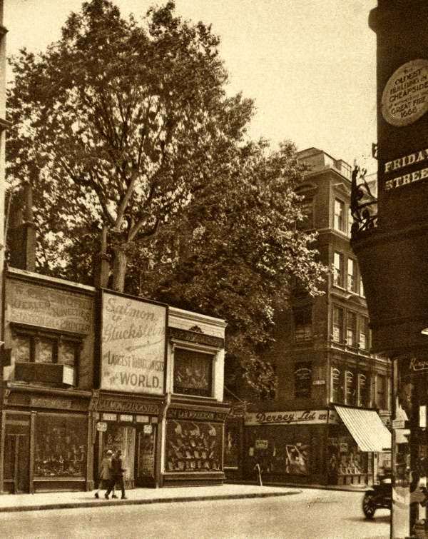 A plane tree in Cheapside