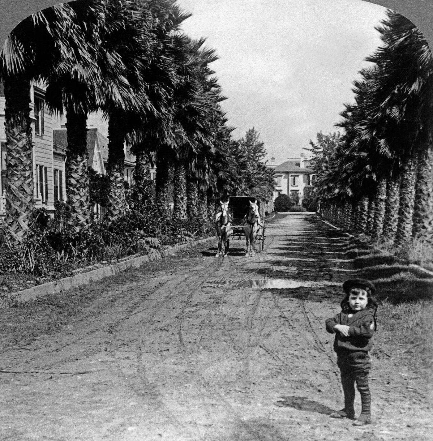 Avenue of palms in Los Angeles, California, 1898.
