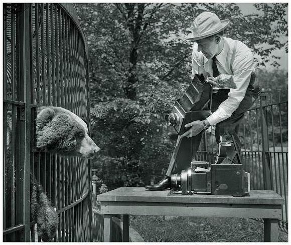 A press photographer trying to tease an image from a bear enclosure inmate of the Brookfield Zoo in 1945.