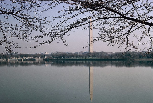Washington Monument and cherry blossoms.